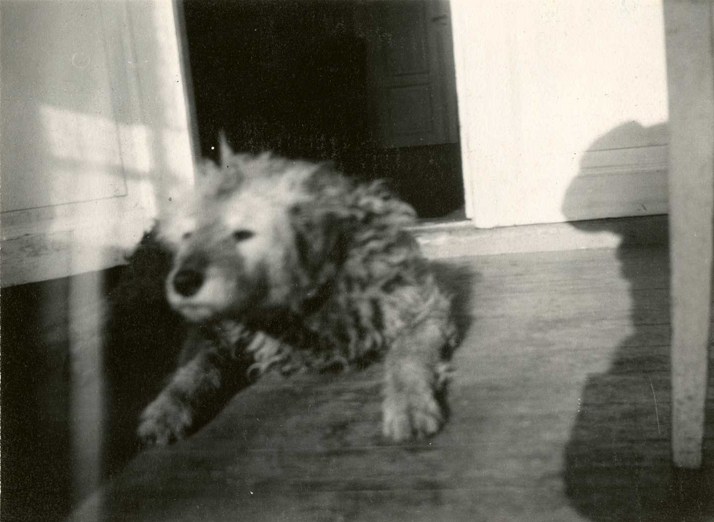 Edvard Munch: Fips på verandaen. Sølvgelatin, 1930. Foto © Munchmuseet